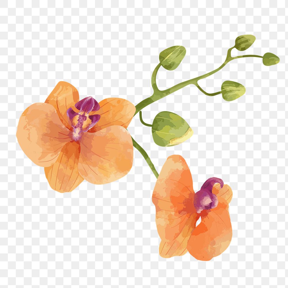 PNG watercolor orange orchid, transparent background