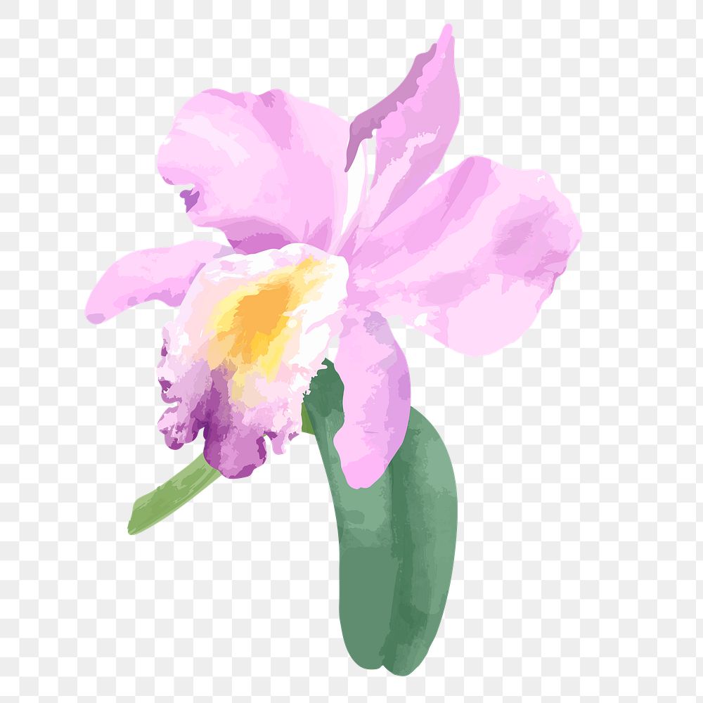 Cattleya orchid png watercolor flower, transparent background