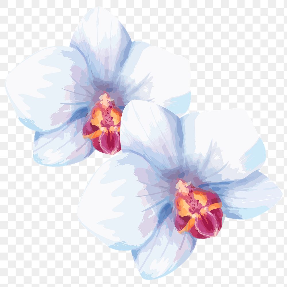 Blue orchid png watercolor flower, transparent background