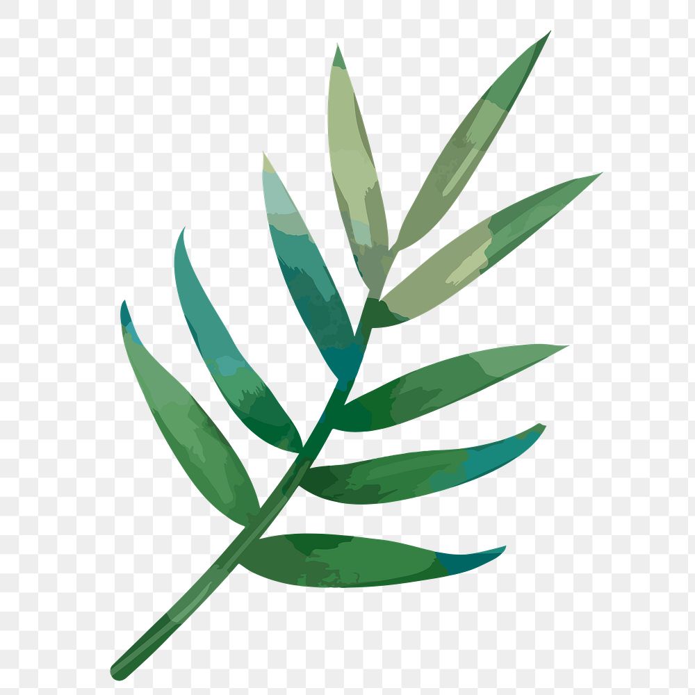 Palm leaf png watercolor plant, transparent background