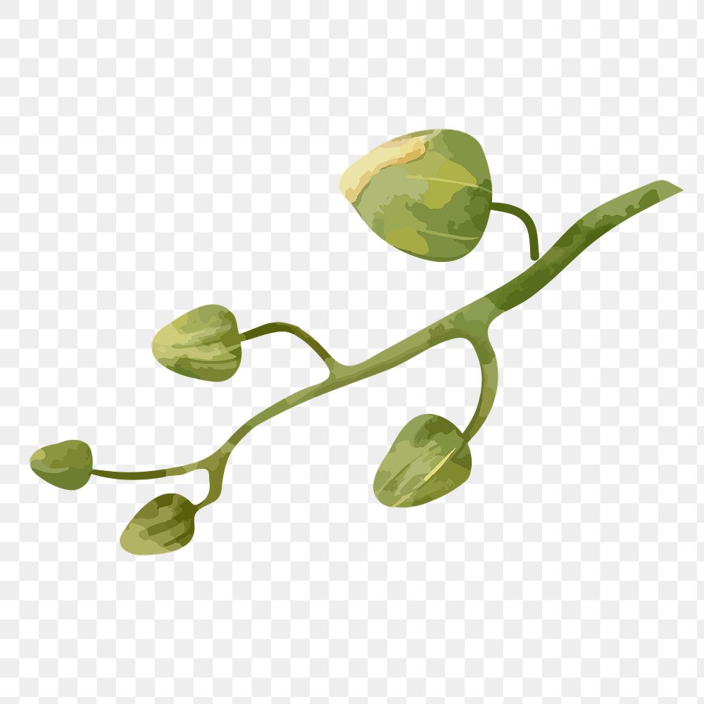 Watercolor flower png orchid buds, transparent background