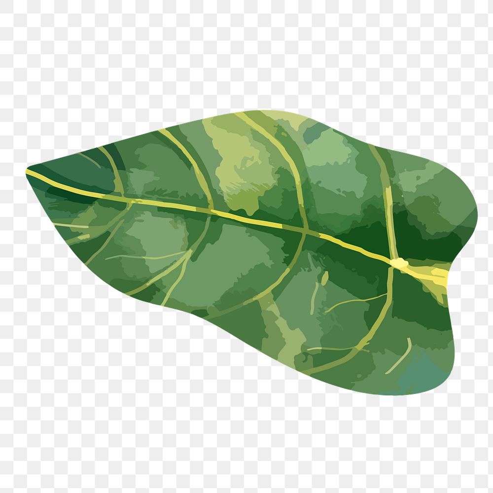 Green leaf png watercolor, transparent background