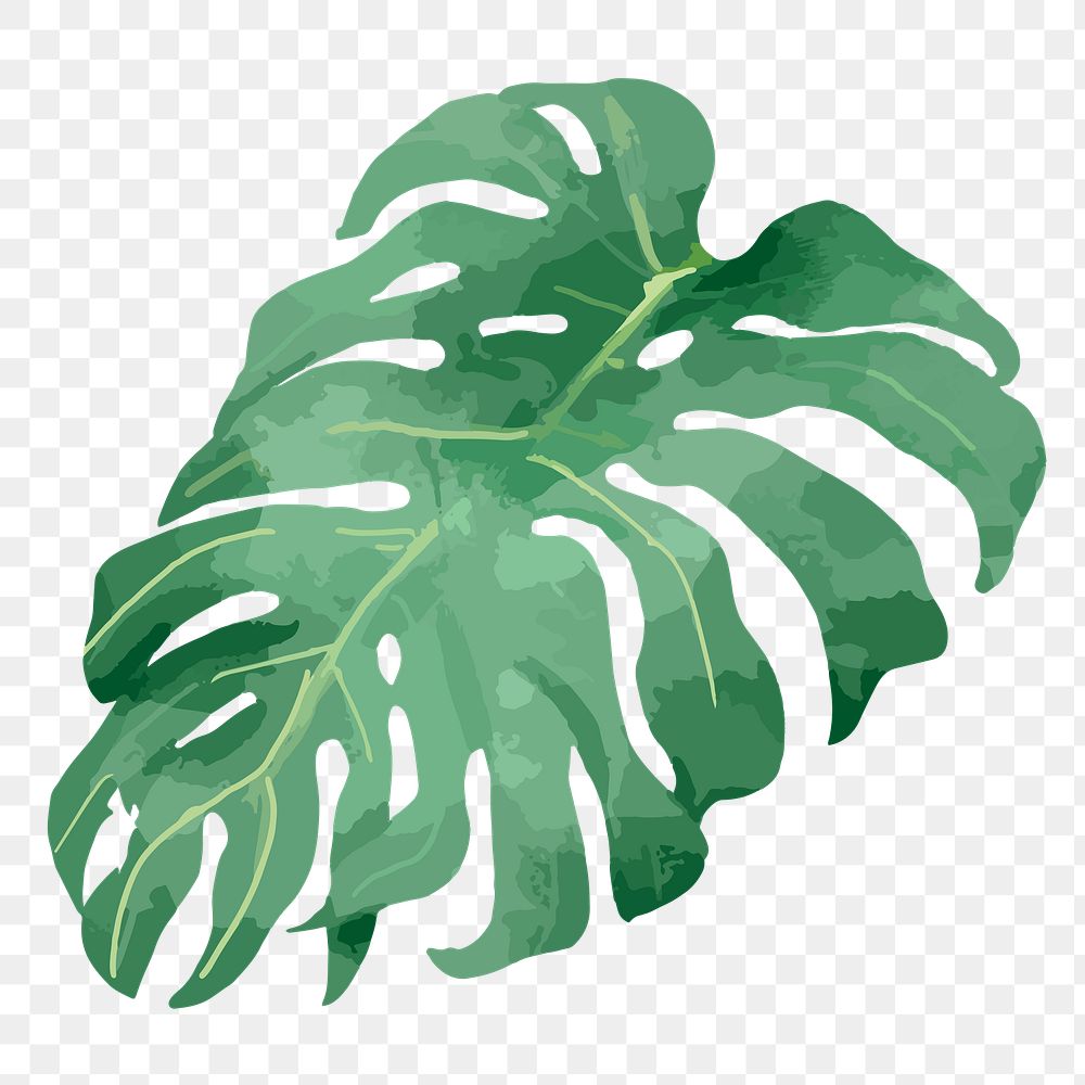 Watercolor monstera png tropical plant, transparent background