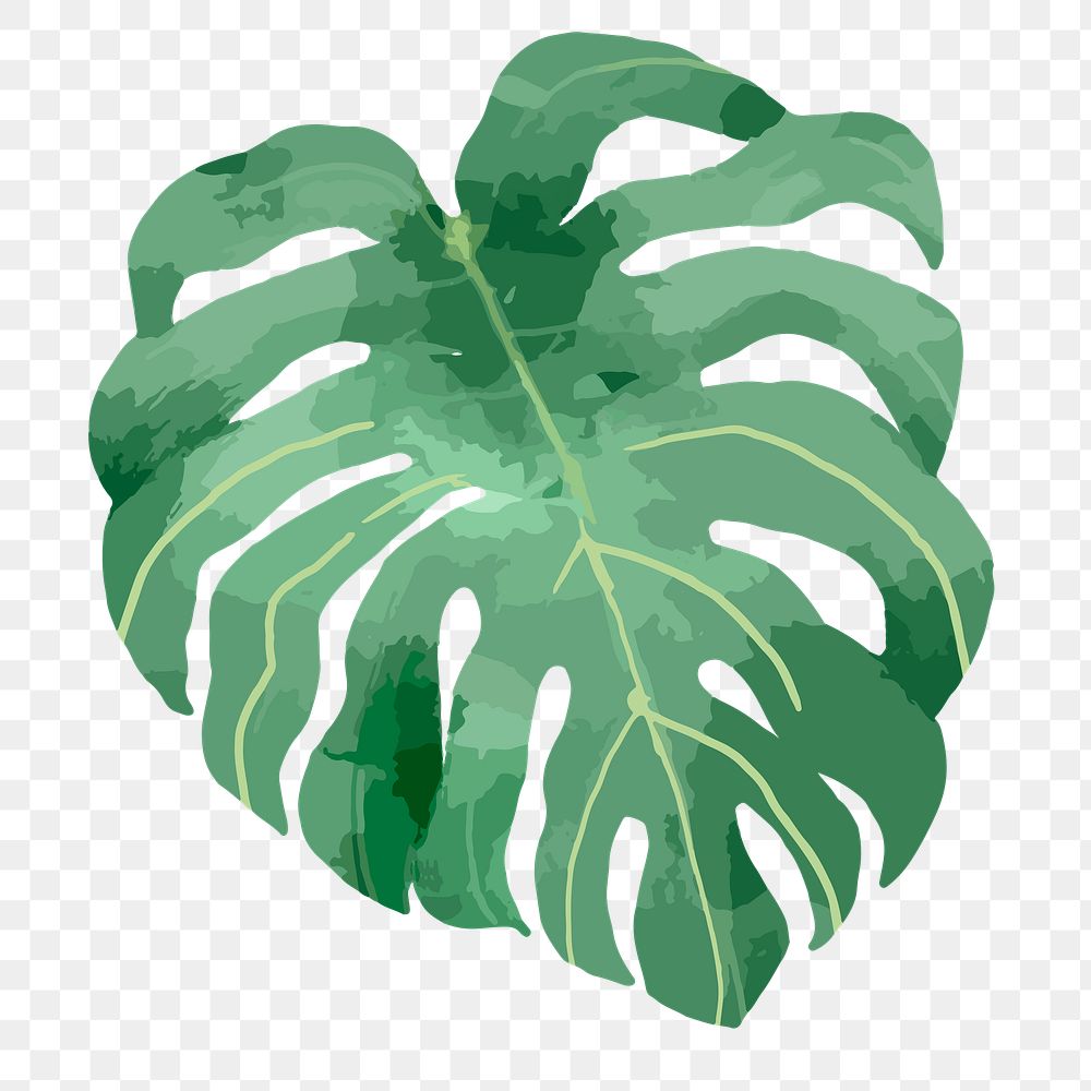 PNG watercolor monstera leaf, transparent background