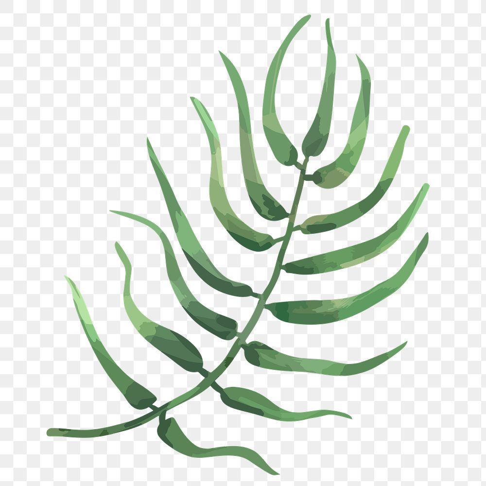 PNG watercolor fern leaf, transparent background