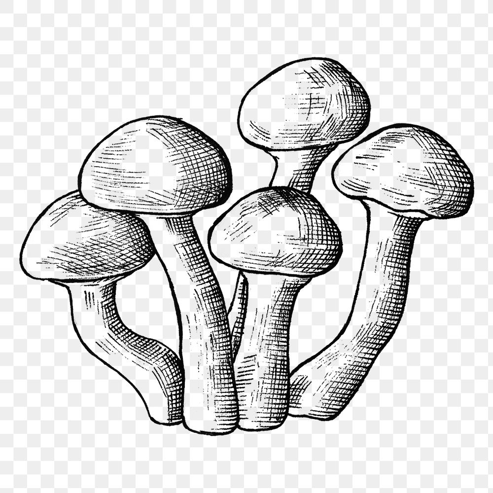 Png black & white mushroom cluster illustration, transparent background