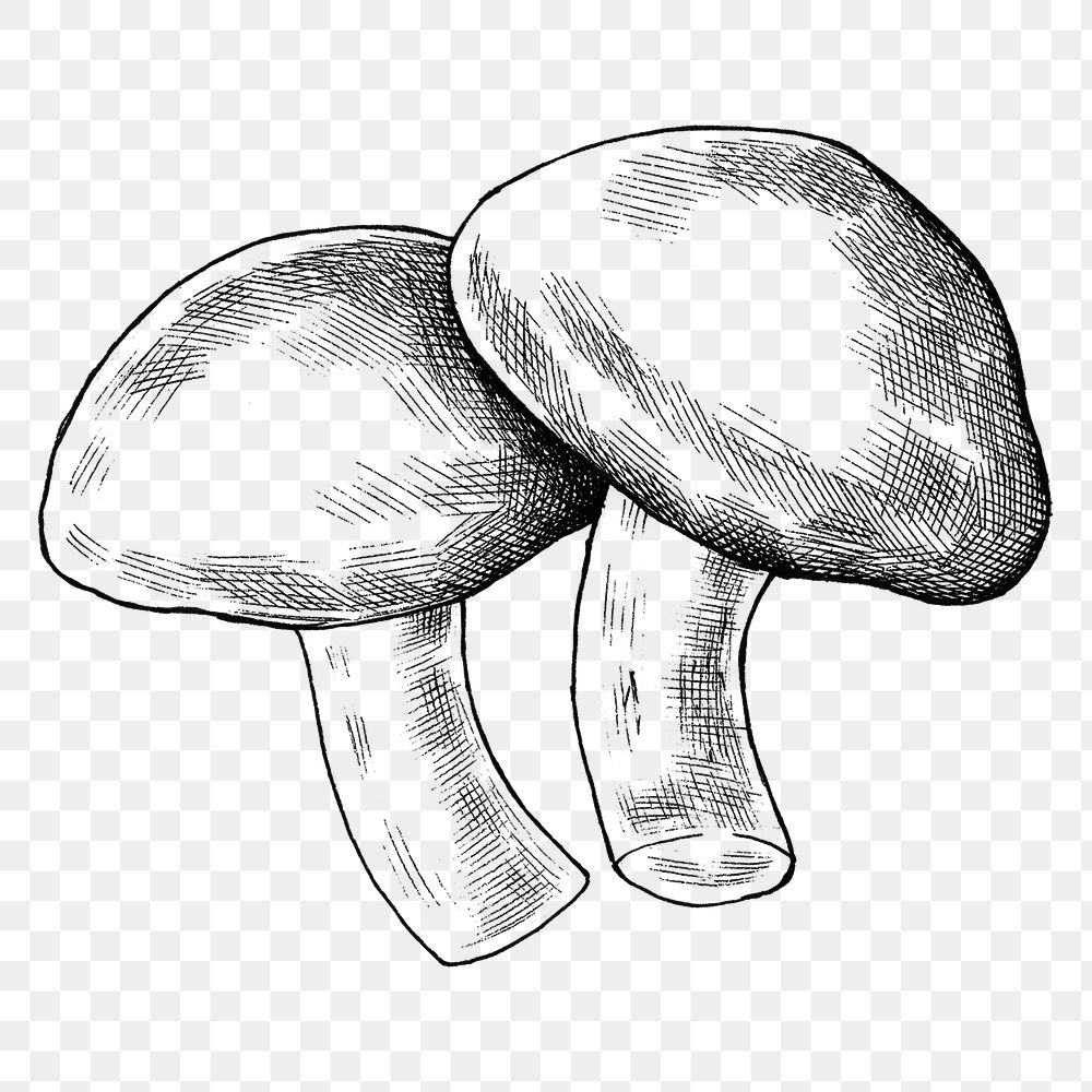 Png black & white shiitake mushrooms, transparent background