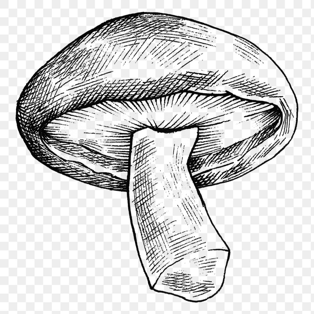 Png black & white shiitake mushroom, transparent background
