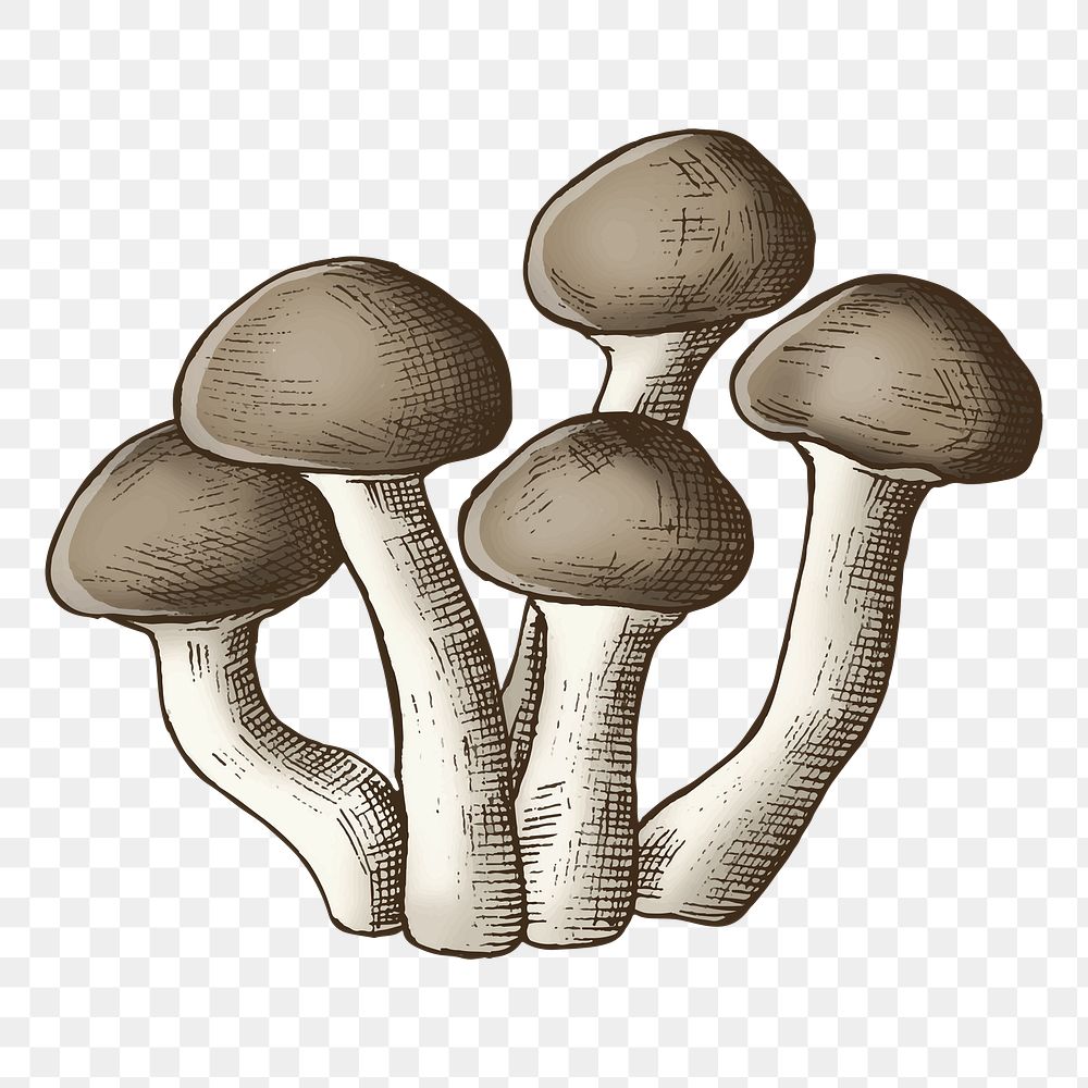 Png mushroom cluster illustration, transparent background