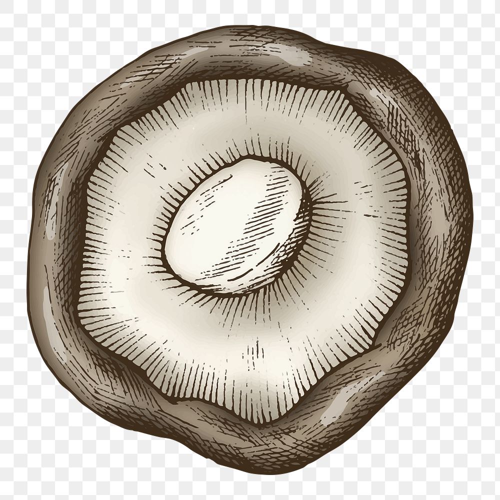 Shiitake mushroom png illustration, transparent background