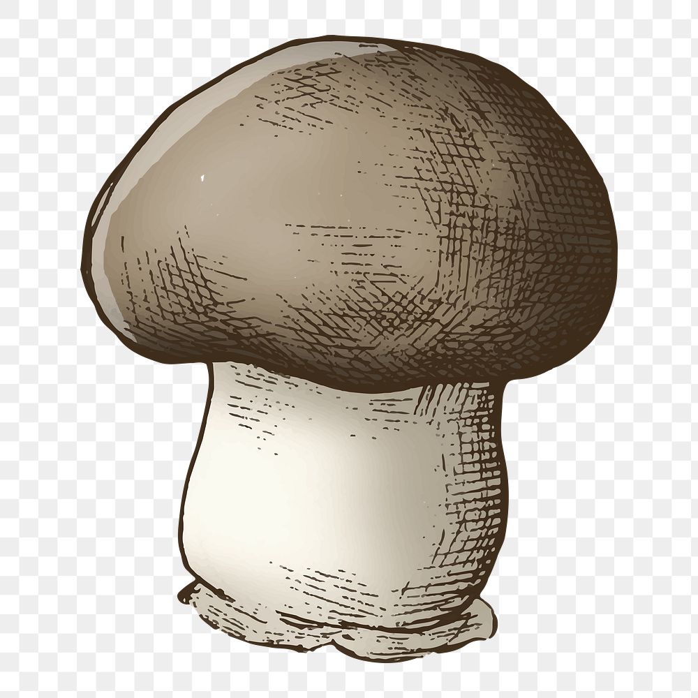 Cremini mushroom png illustration, transparent background