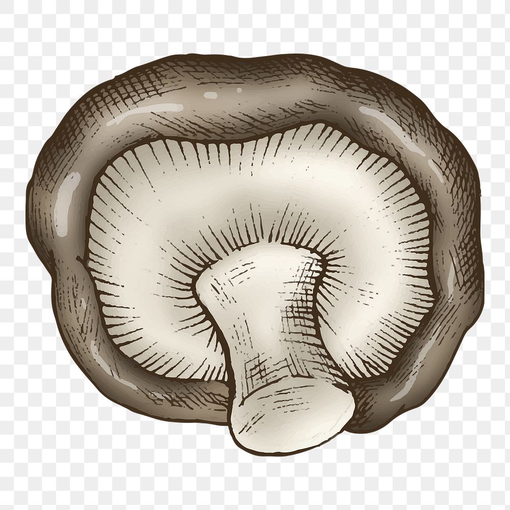 Shiitake mushroom png illustration, transparent background