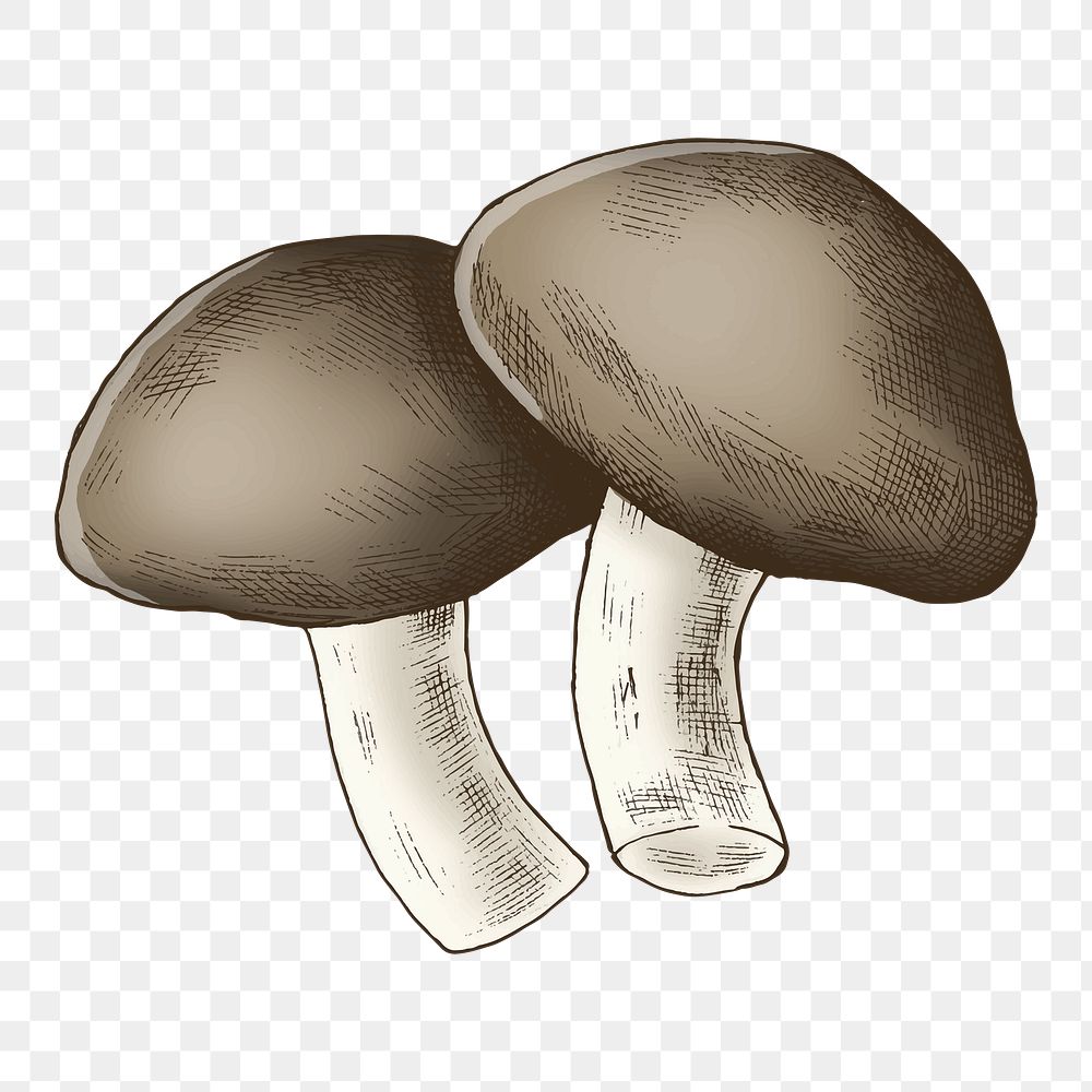 Shiitake mushrooms png illustration, transparent background
