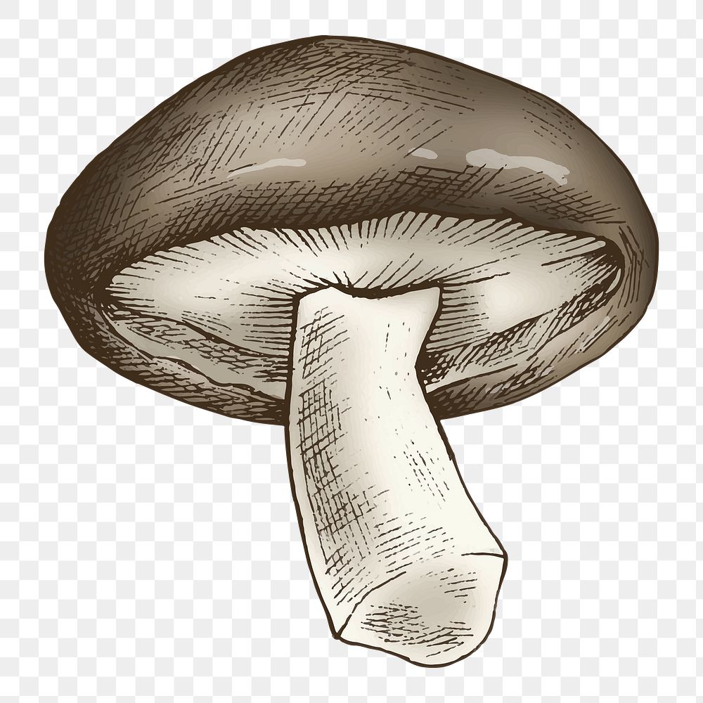 Png shiitake mushroom illustration, transparent background