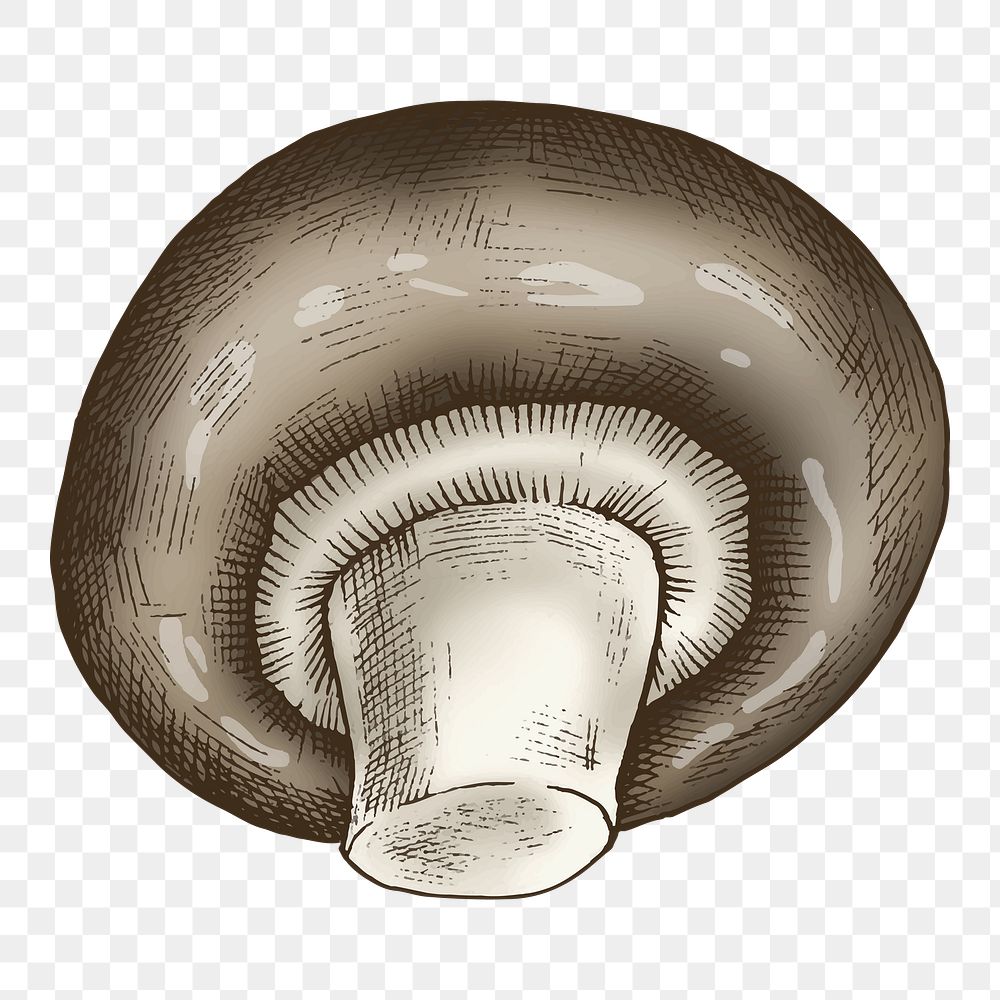 Png cremini mushroom illustration, transparent background