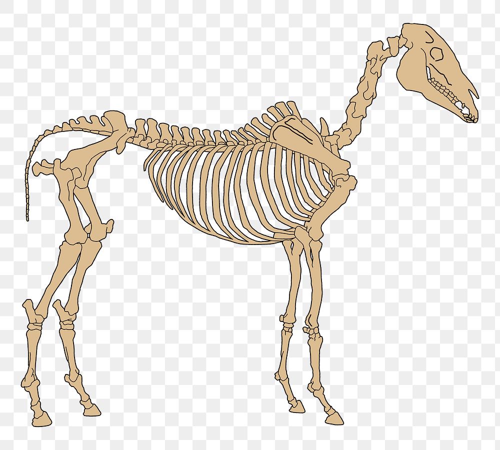 PNG Horse anatomy skeleton sticker, transparent background. Free public domain CC0 image.