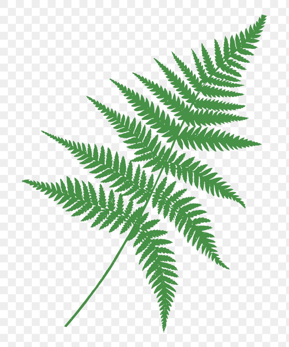 PNG Fronds, fern leaves sticker,  transparent background. Free public domain CC0 image.