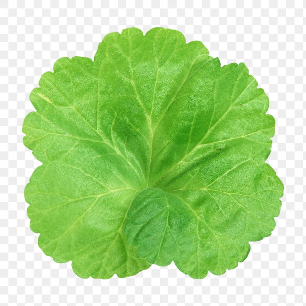 Green png gingko leaf, transparent background