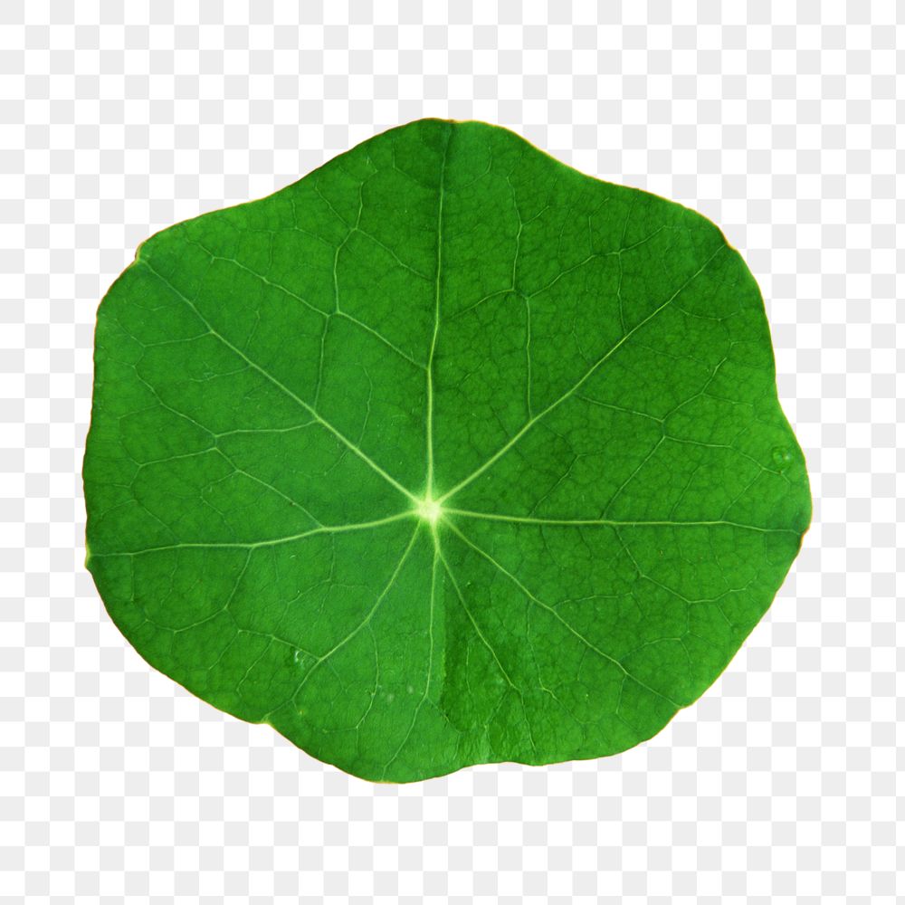 Png circular green leaf, transparent background