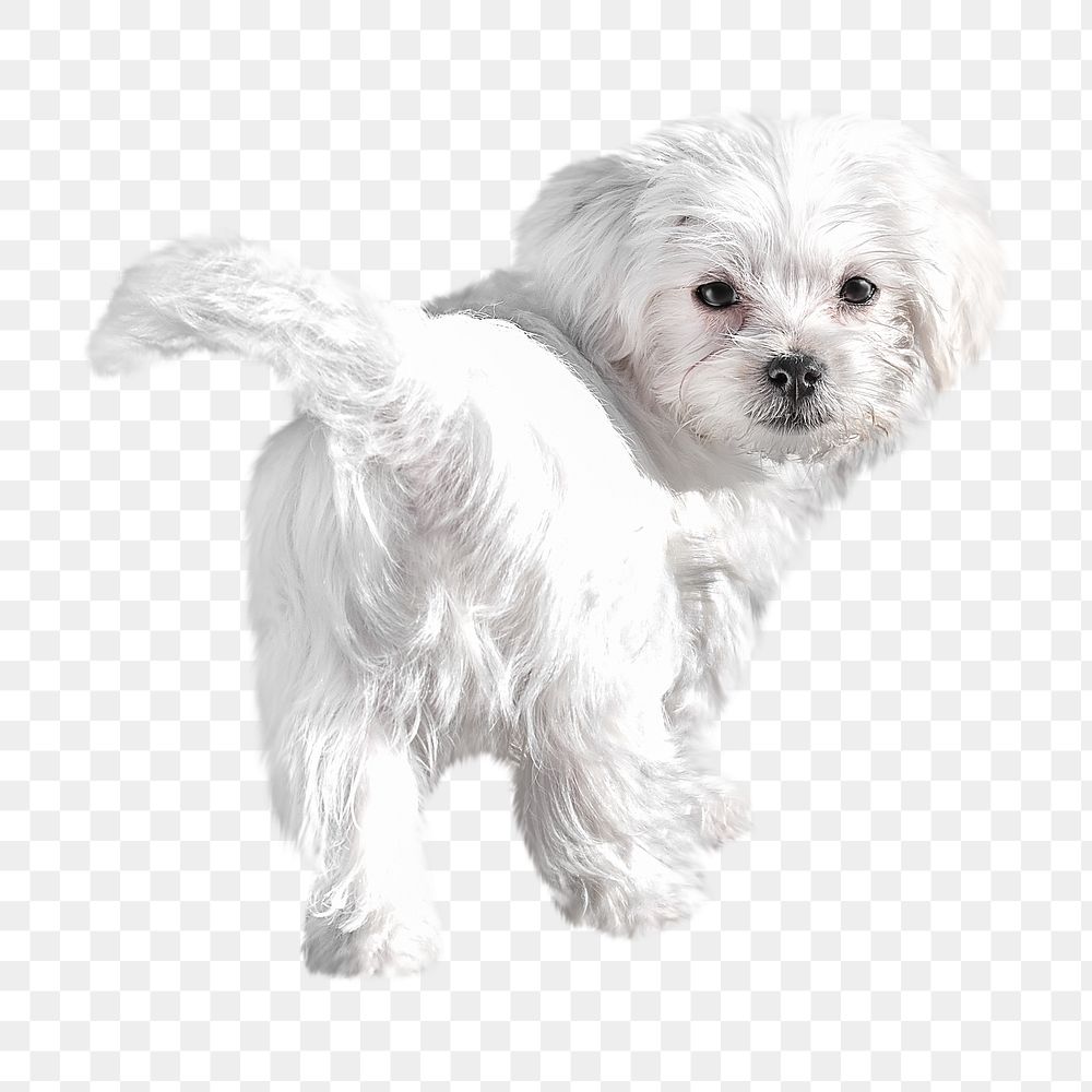 Bichon dog png, design element, transparent background