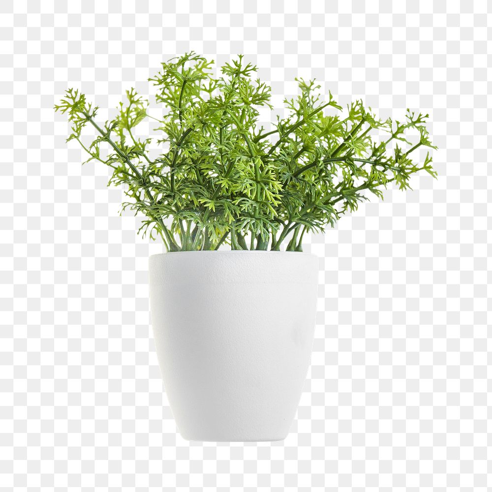 PNG Potted plant, collage element, transparent background.