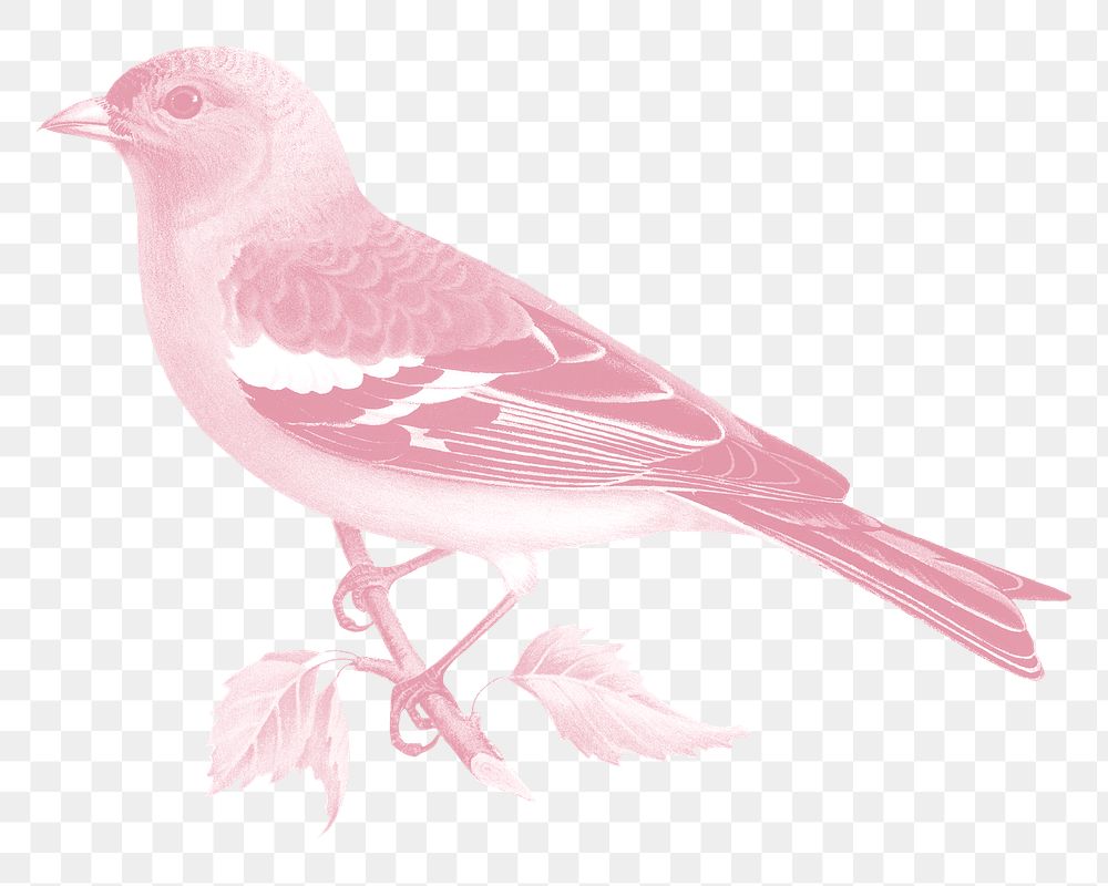 Pink Chaffinch bird png, vintage animal illustration, transparent background