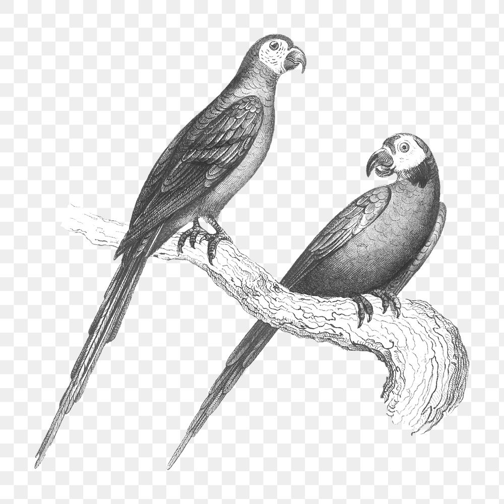 Macaw parrot birds png, vintage animal illustration, transparent background