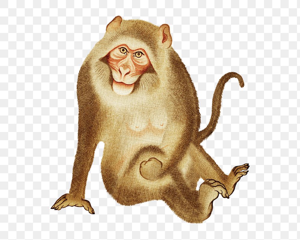PNG Monkey, vintage animal painting by G.A. Audsley-Japanese illustration, transparent background. Remixed by rawpixel.