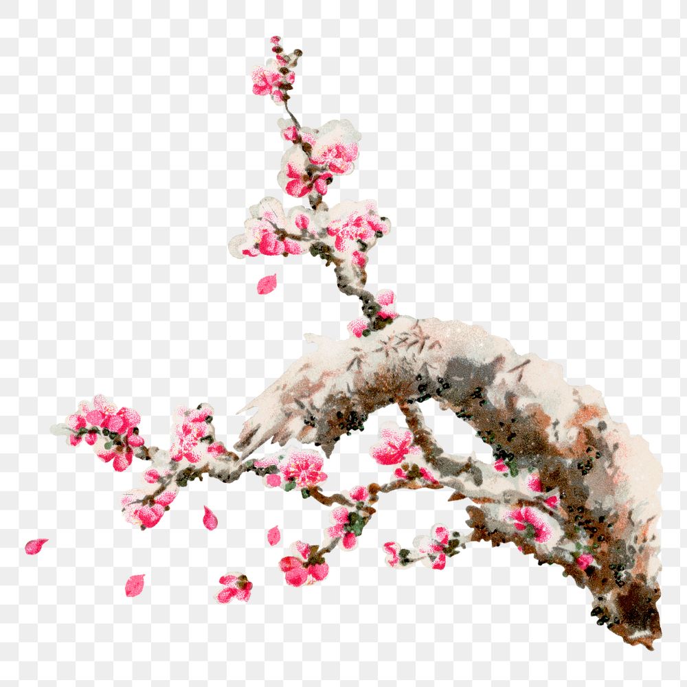 PNG Cherry blossom tree, vintage painting by G.A. Audsley-Japanese illustration, transparent background. Remixed by rawpixel.