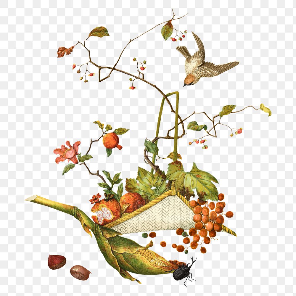 PNG Autumn fruit basket, Japanese botanical illustration, transparent background. Remixed by rawpixel.