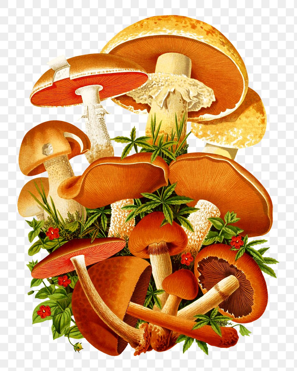 Vintage mushroom png chromolithograph art, transparent background. Remixed by rawpixel. 