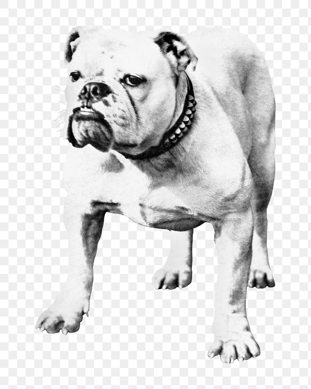 American Bulldog png vintage illustration, transparent background. Remixed by rawpixel. 