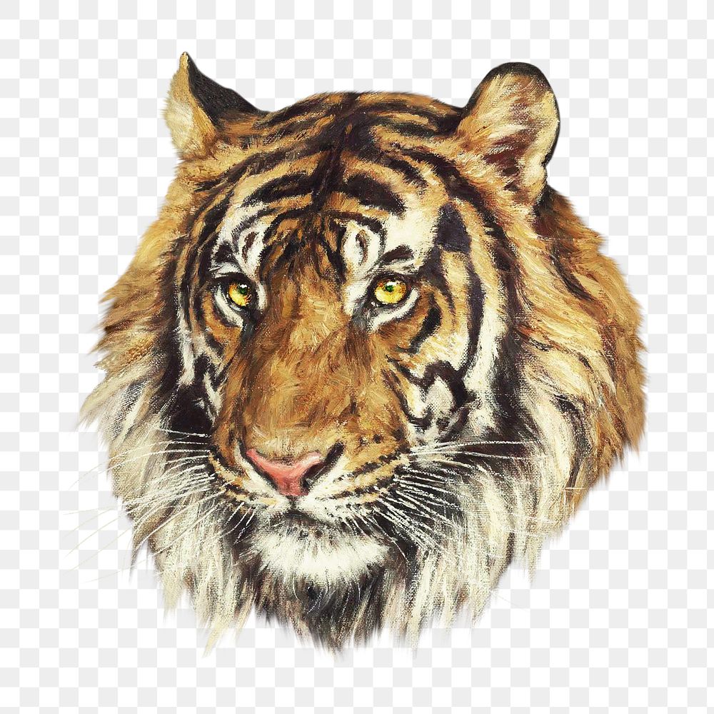 Tiger png painting art, transparent background. Remixed by rawpixel. 