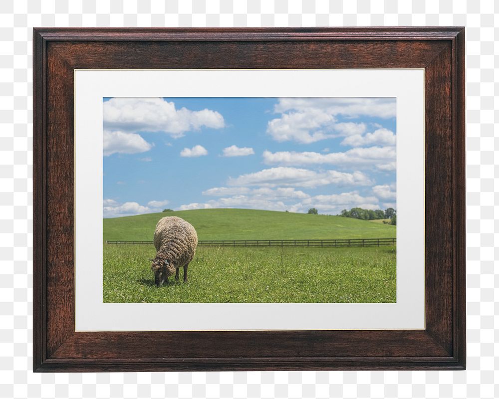 Sheep photo png wooden frame, transparent background