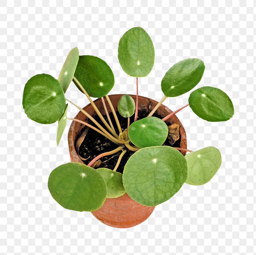 Png potted house plant, isolated object, transparent background