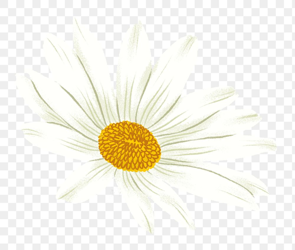 White flower png, aesthetic illustration, transparent background