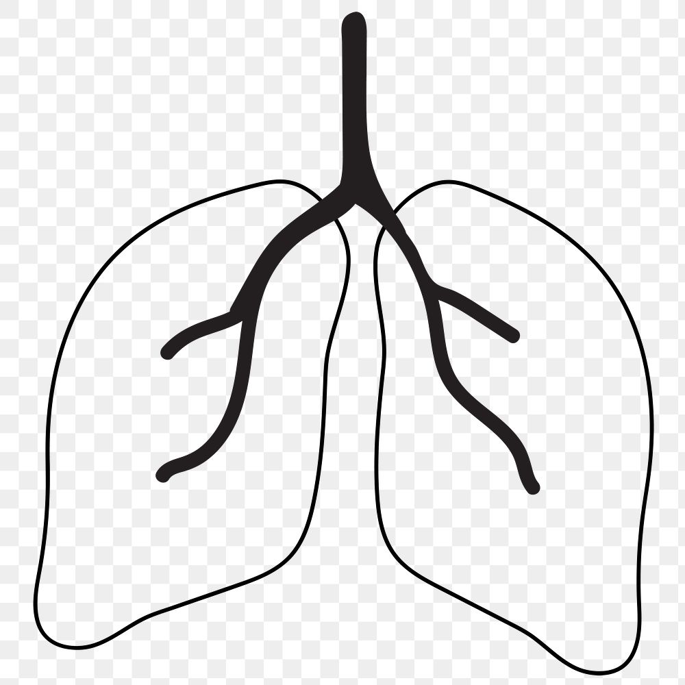 Lungs png line art, transparent background
