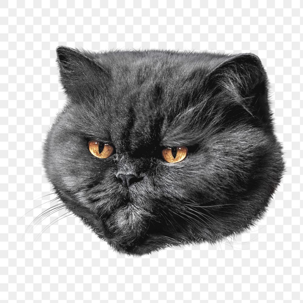 Grumpy cat png, isolated design, transparent background