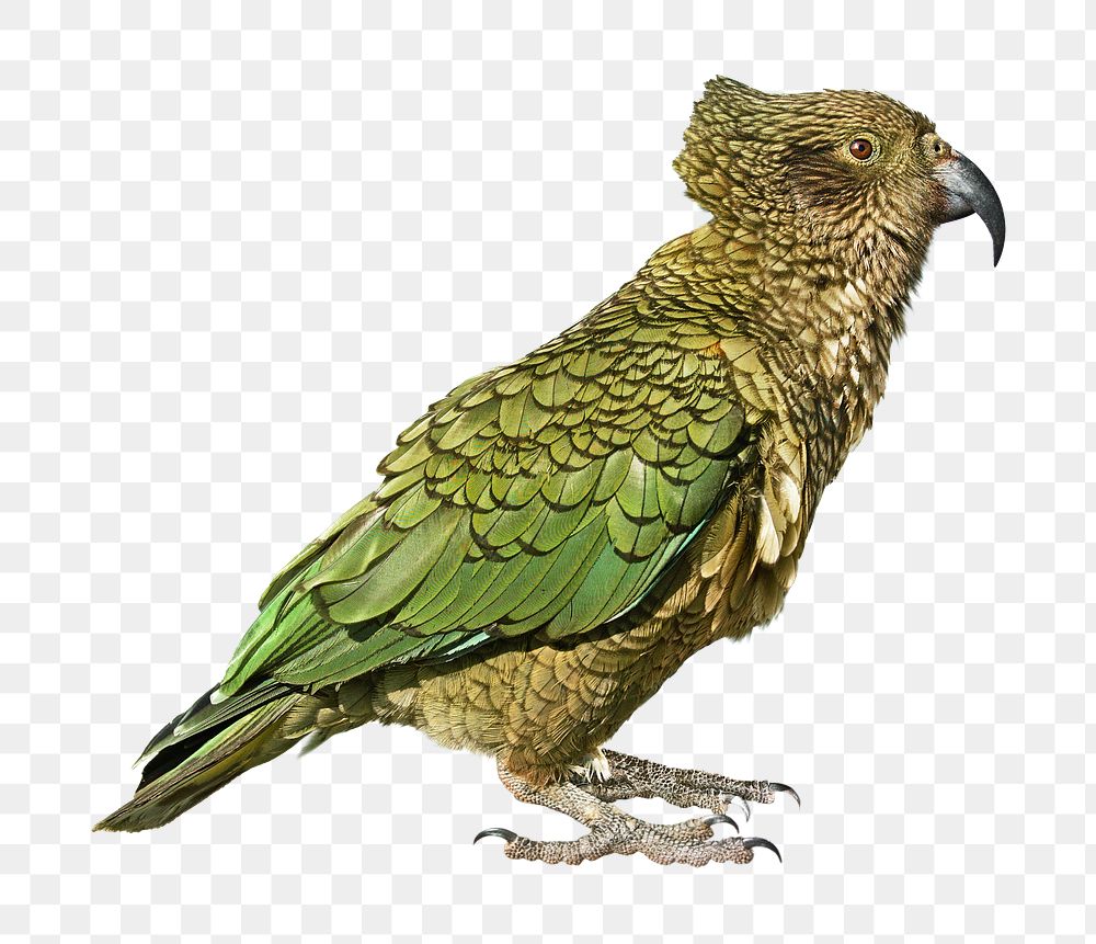 Wild parrot png green bird, transparent background