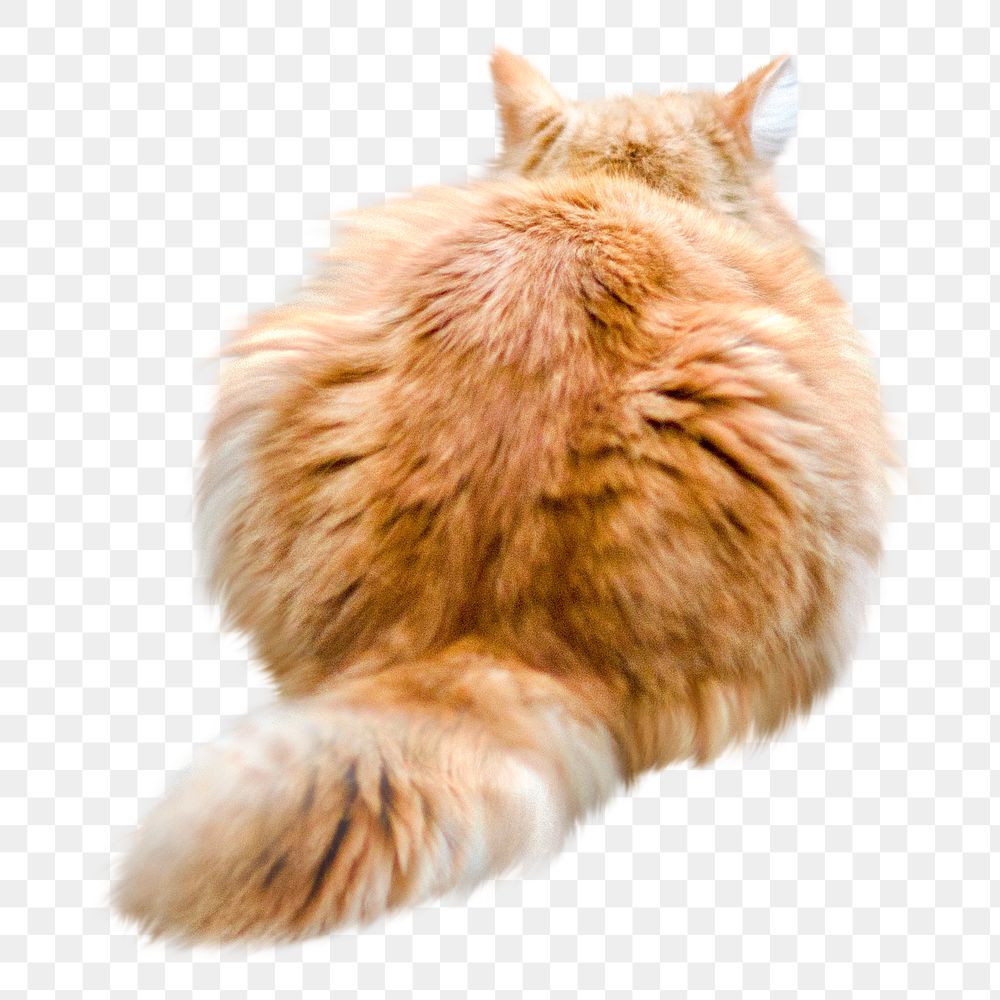 PNG Persian longhair cat collage element, transparent background.