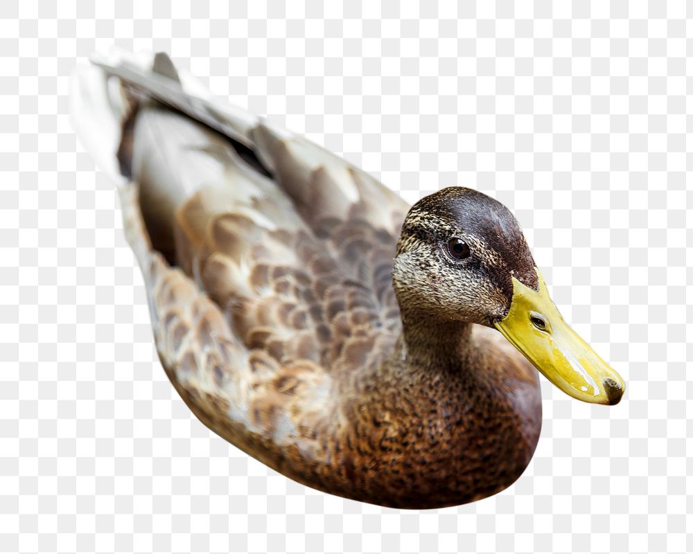 Swimming duck png farm animal, transparent background