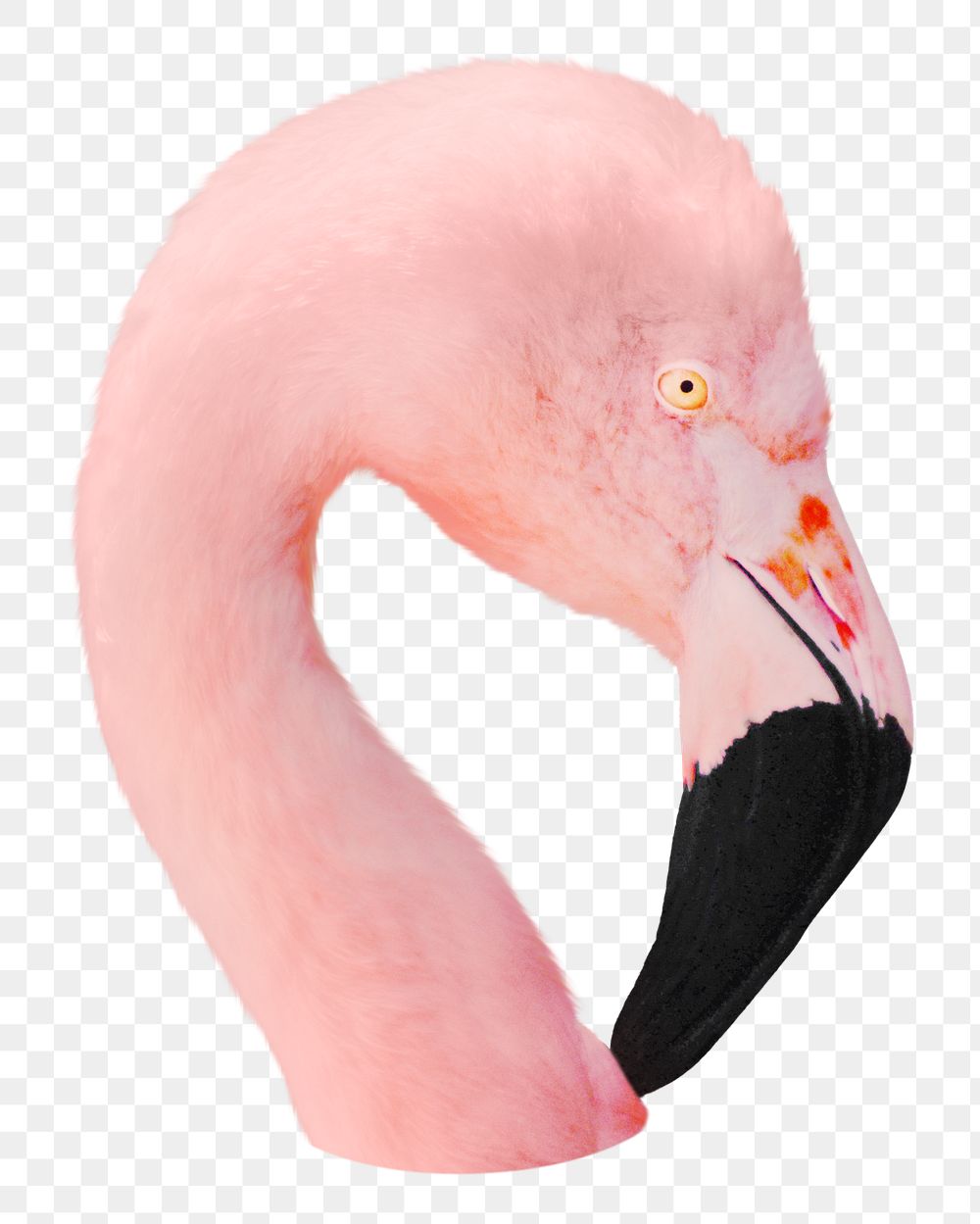 Pin flamingo png, transparent background