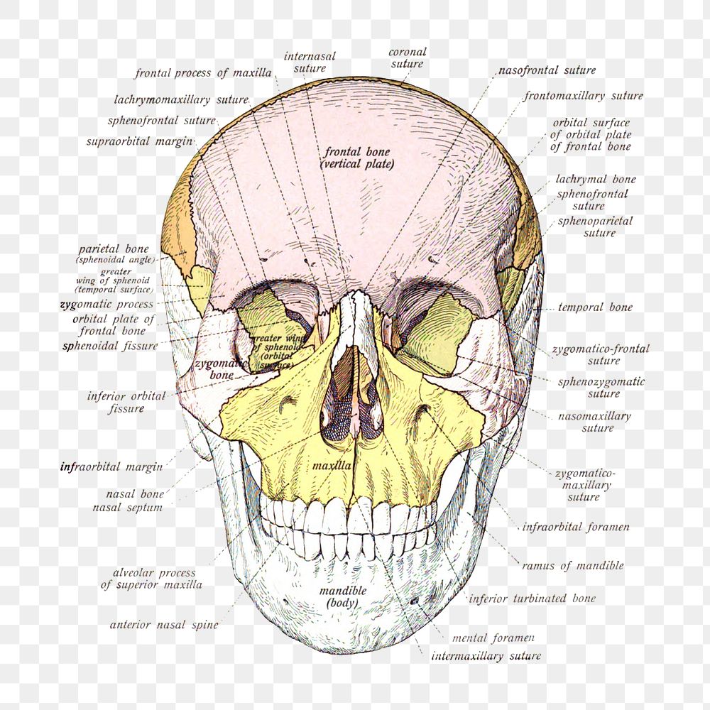 Png An anatomical illustration from the 1909 edition of Sobotta's Human anatomy with English terminology collage element…