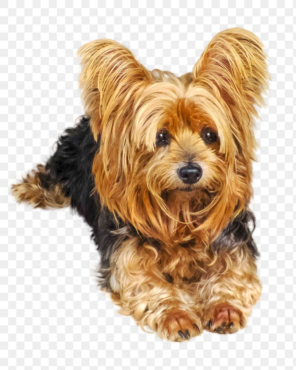 Adorable yorkshire terrier png lapdog, transparent background