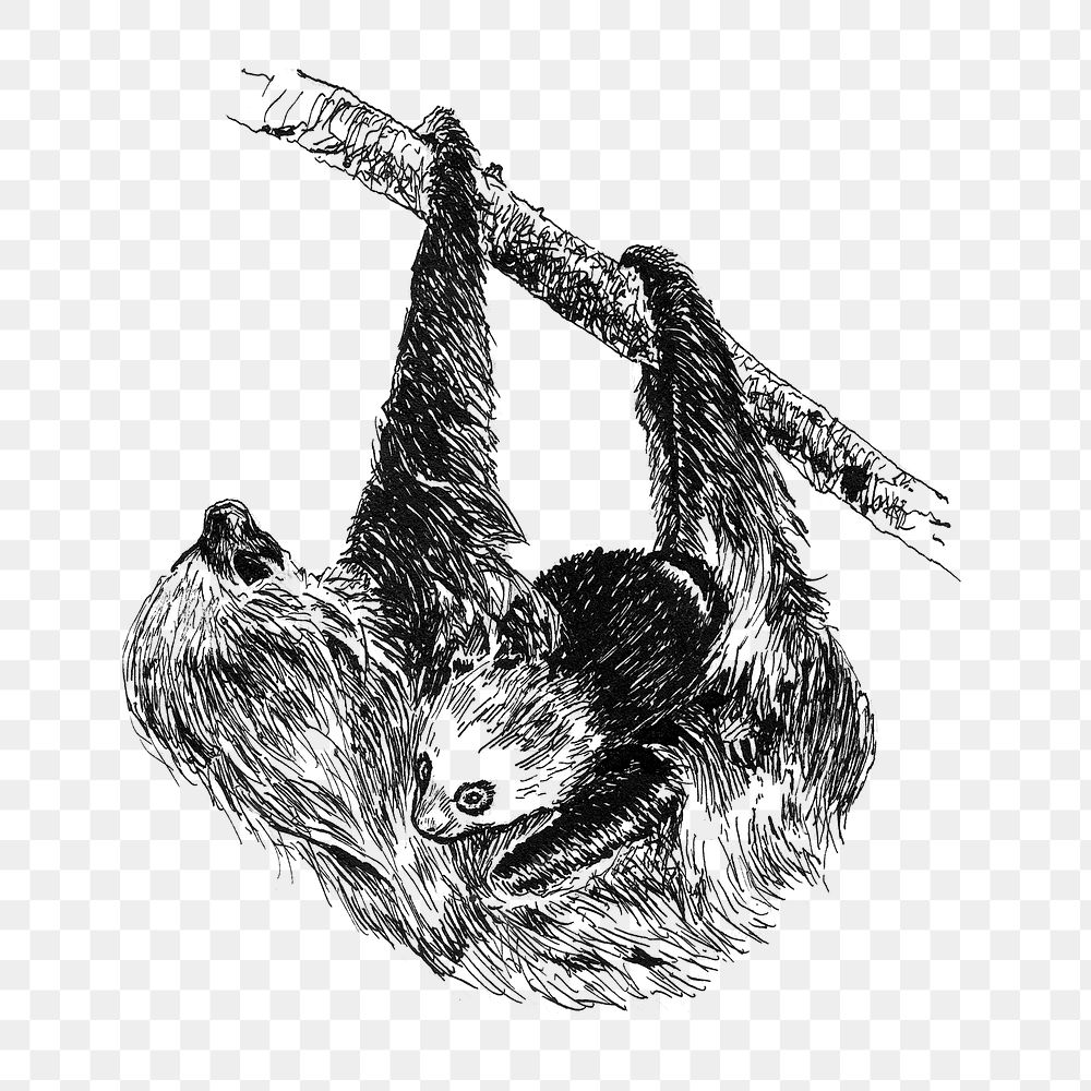 Png A two-toed sloth (Choloepus didactylus) collage element, transparent background