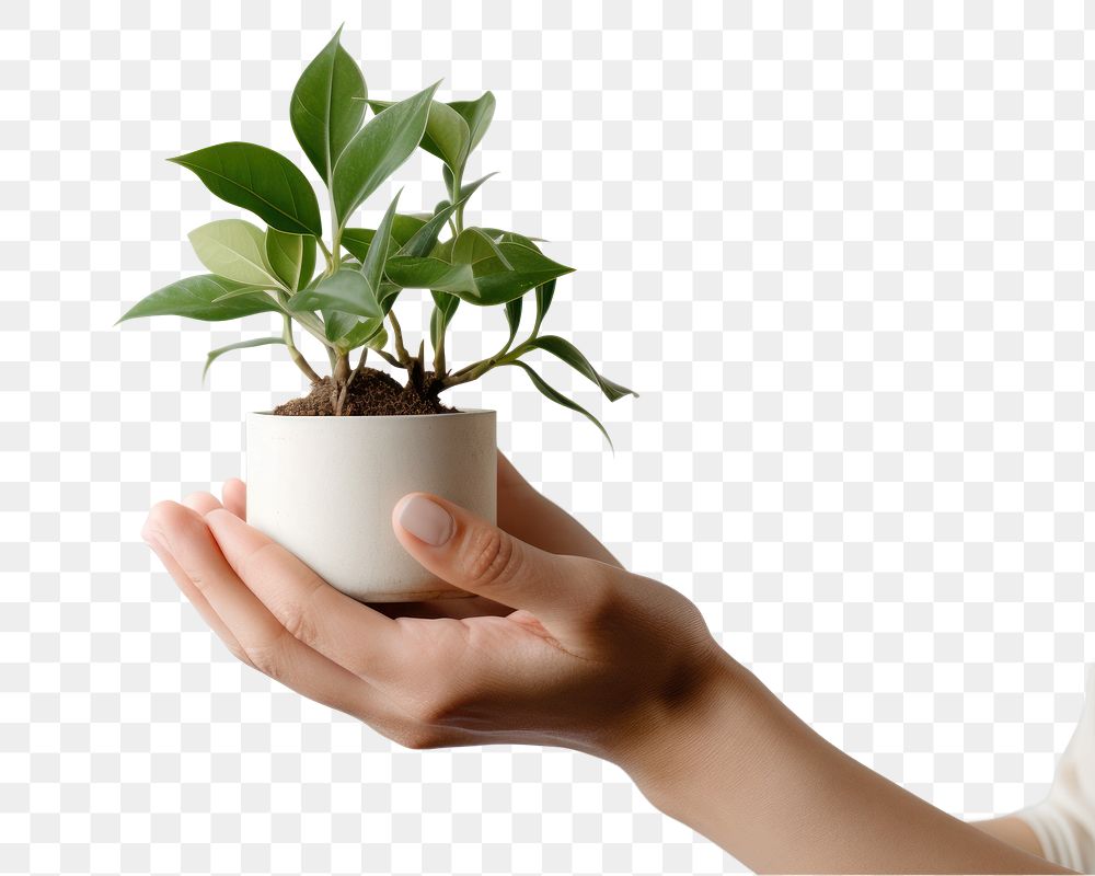 Planting finger adult vase. AI generated Image by rawpixel.