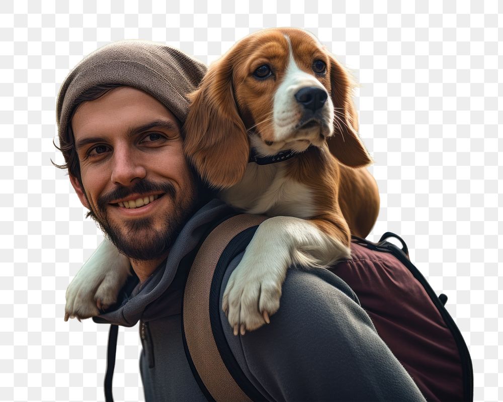 Portrait mammal animal beagle.  PNG with transparent background.