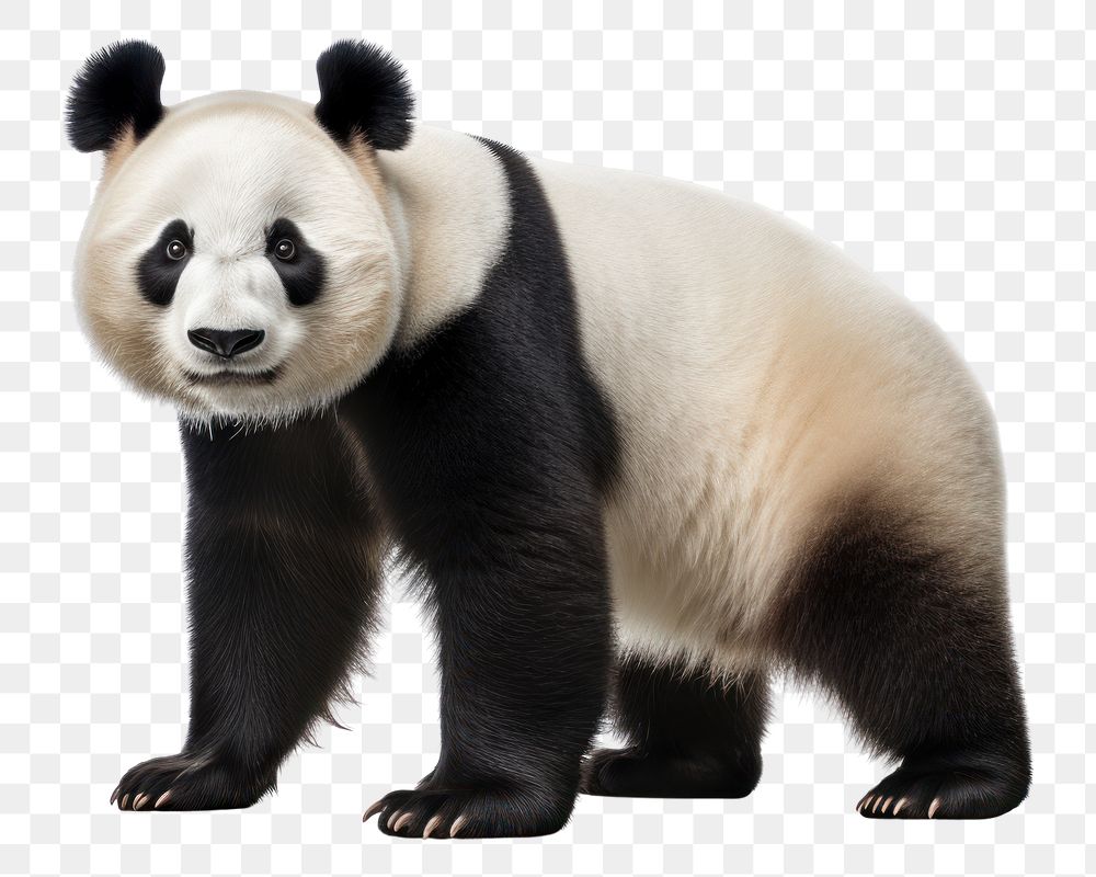 Wildlife animal mammal bear. AI generated Image by rawpixel.