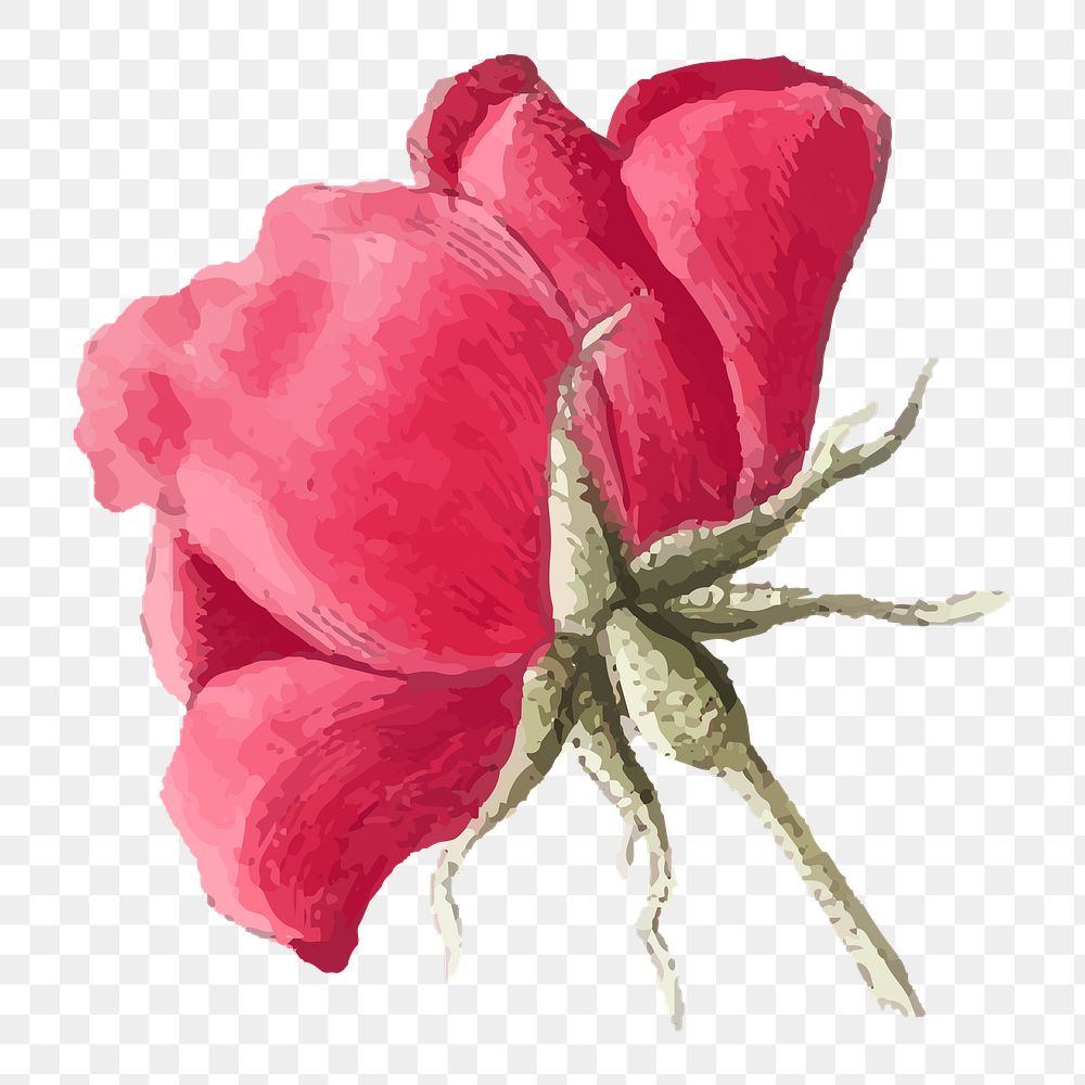 Rose png red flower illustration, transparent background