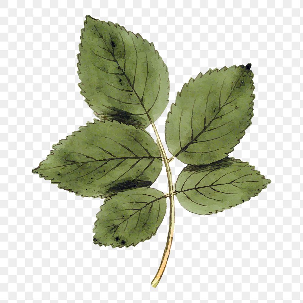 PNG green leaf illustration, transparent background